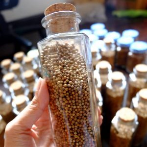 Hạt giống mùi già ÚI CHÀ